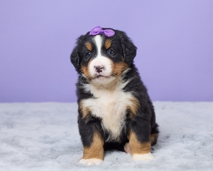 Savanna Bernese Mountain Dog